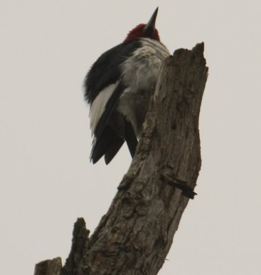 Red-headed Woodpecker 0582.jpg