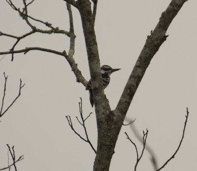 Hairy Woodpecker 0584.jpg