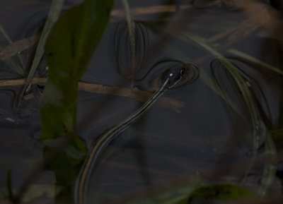 Gulf Coast Ribbon Snake 0588.jpg