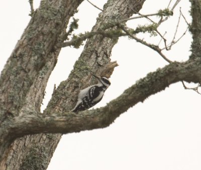 Hairy Woodpecker 0606.jpg
