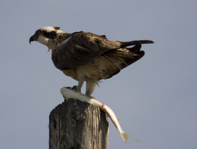 Osprey vs fish 0655.jpg