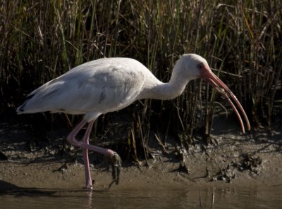 White Ibis vs Blue Crab 0727.jpg