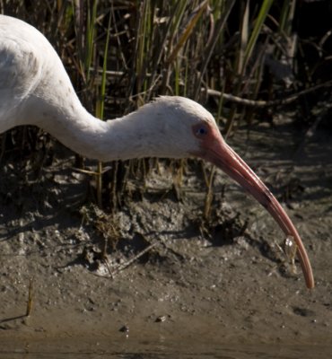 White Ibis vs Blue Crab 0728.jpg