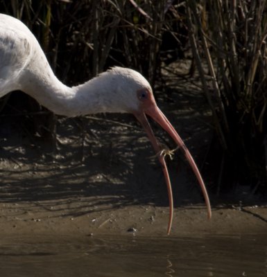 White Ibis vs Blue Crab 0731.jpg