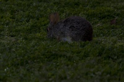 Swamp Rabbit vs grass 0768.jpg