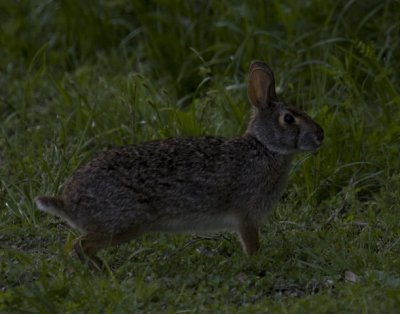 Swamp Rabbit 0769.jpg