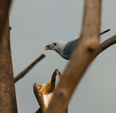Blue-gray Tanager 2355.jpg