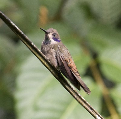Brown Violet-ear 2600.jpg