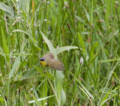 Gray-crowned Yellowthroat 2487.jpg