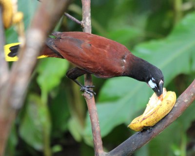 Montezuma Oropendola 0443.jpg