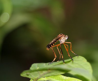robber fly 0538.jpg