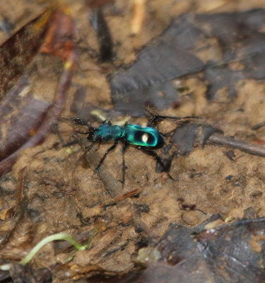 tiger beetle 0561.jpg