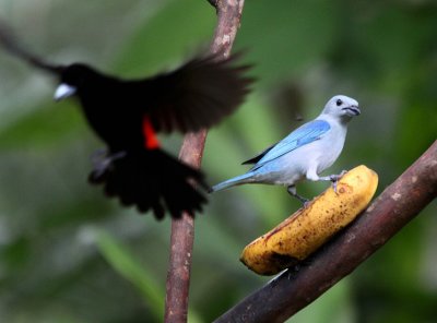 Blue-gray & Passerini's Tanager 0474.jpg