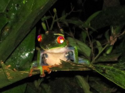 red-eyed leaf frogs 0315.jpg