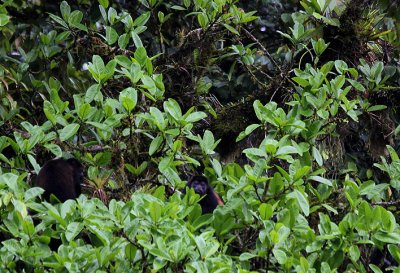 Howler Monkeys 0849.JPG