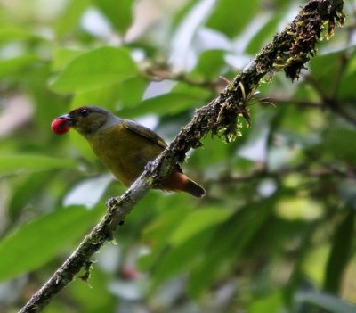 Olive-backed Euphonia 0924.JPG