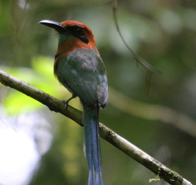 Broad-billed Motmot 0952.JPG