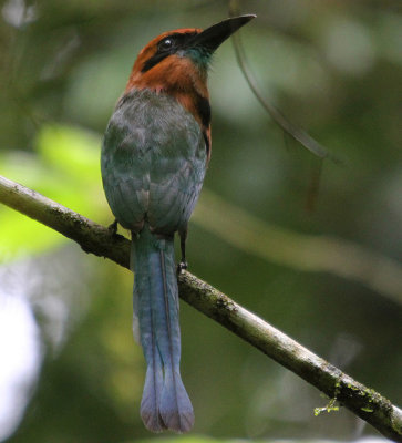 Broad-billed Motmot 0956.JPG