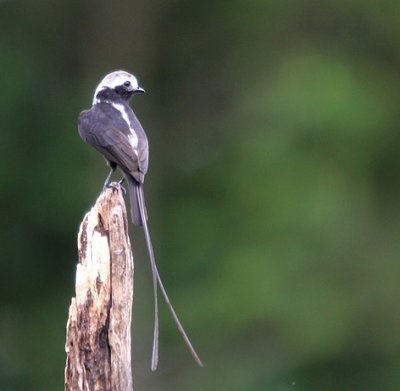 Long-tailed Tyrant 1093.JPG