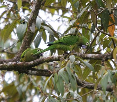 Olive-throated Parakeets 1856.JPG