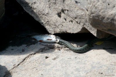 securing the meal 1