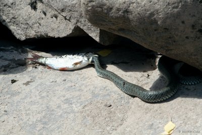 securing the meal 2