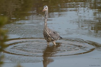 heron