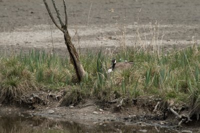 goose #1 breeding