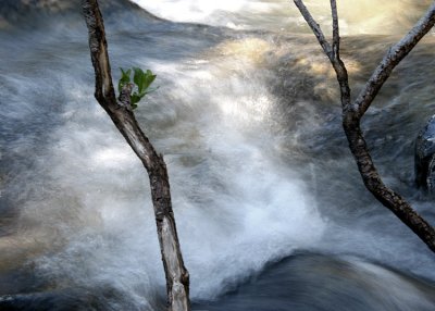 Olive Branch Above the Flood