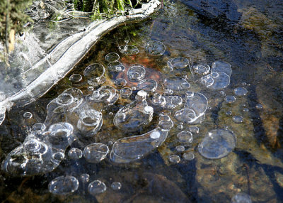 Frozen Pond Bubbles