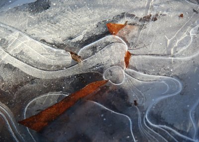 Leaves in The Frozen Pond