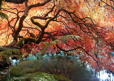 01 Fall Maple Cave by the Pond