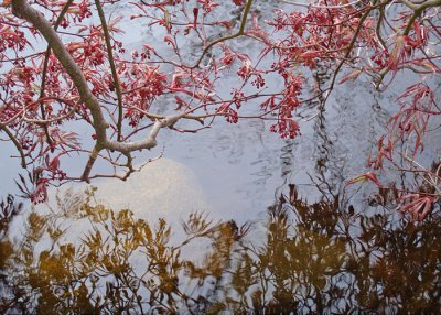 03 Spring Maple Pond