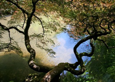 11 Shady Maple, Sunlit Pond