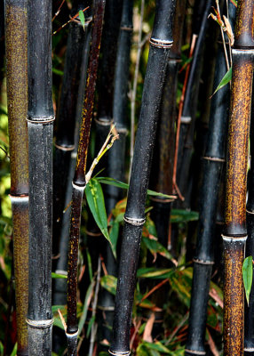 4 Black Bamboo