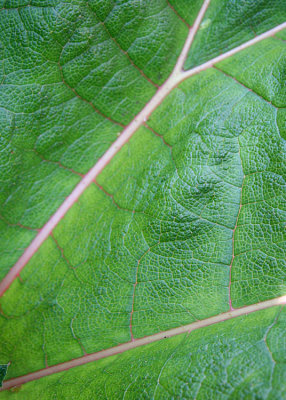 Green Leaf, Pink Veins