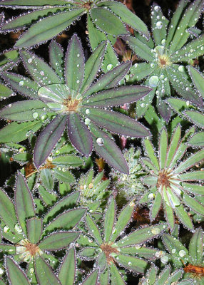 Lupine After Rain