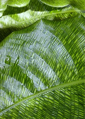 Calathea Musaica