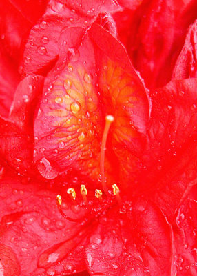 2 Rain on Red Azalea