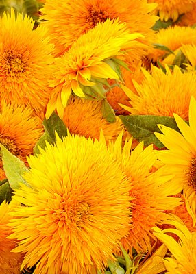 4 Sunflowers