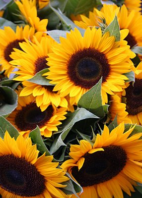 12 Sunflowers 05