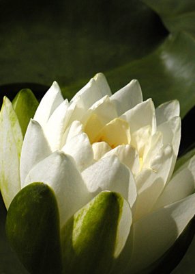 3 White Lotus Petals
