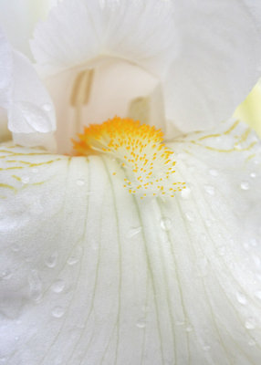 7 White Iris