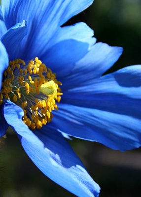 5 Blue Tibetan Poppy
