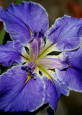 8 Bluish Iris