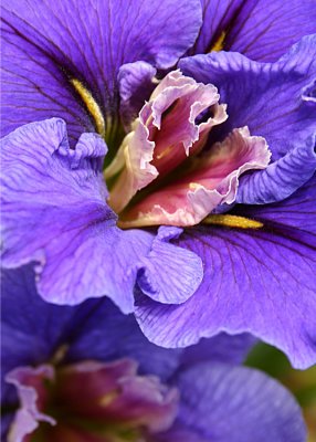 3 Purple Maroon Iris
