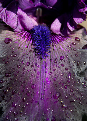4 Dark Purple Iris