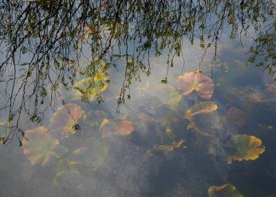 Underwater Lily Leaves