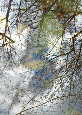 Branch Cloud Reflection