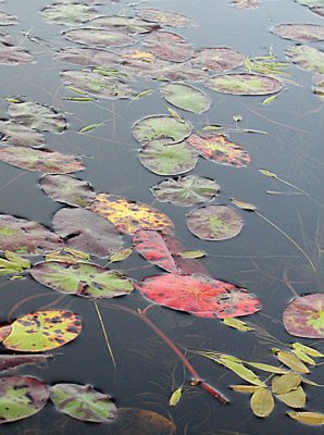 Fall Leaves at Wild Lily Lake